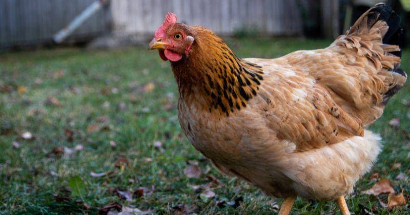 Unsplash/Sven Hornburg